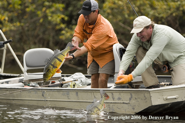 Fishermen releasing Peacock Bass