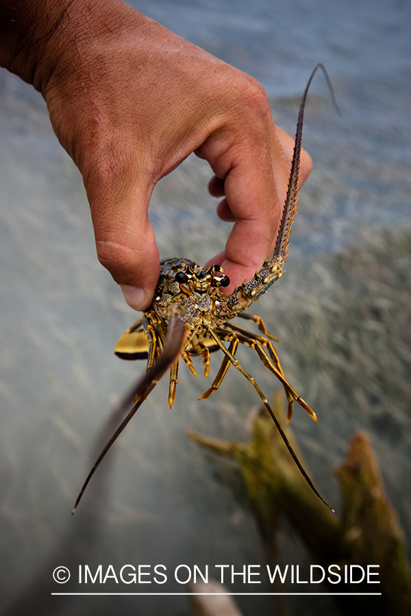 Young lobster.