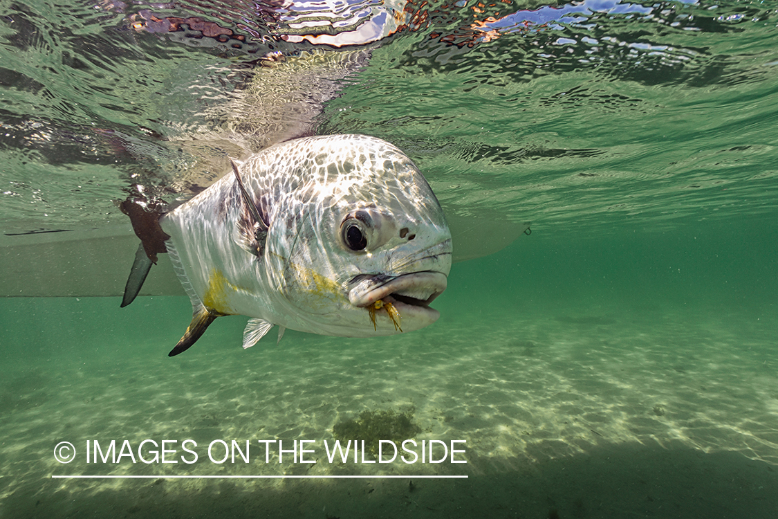 Flyfisherman releasing permit.