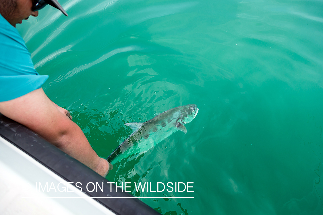 Flyfishing for queenfish off the coast of Dubai, UAE.