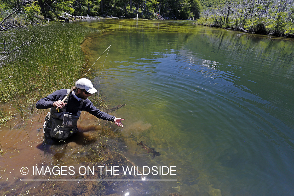 Flyfisherman fighting with brown trout.