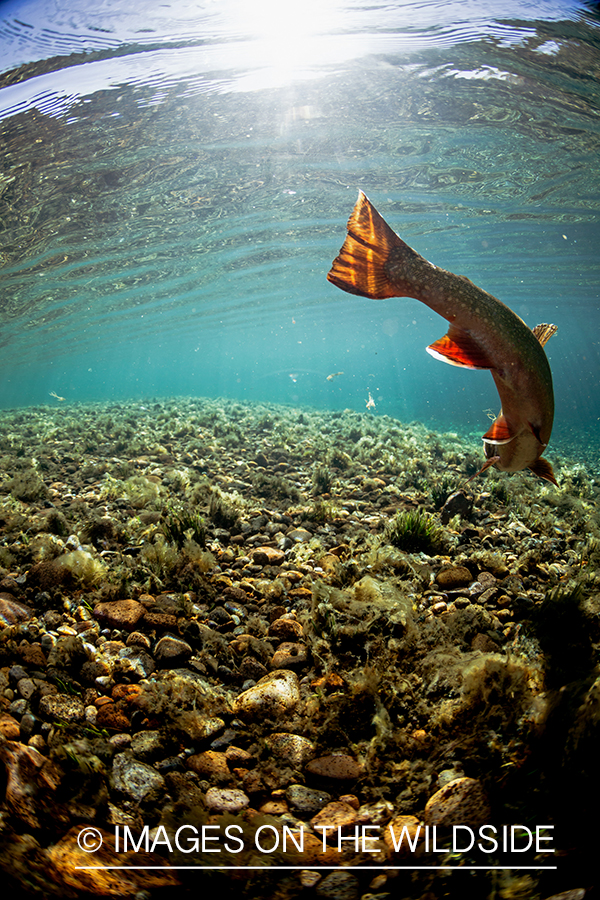 Released brook trout swimming away.