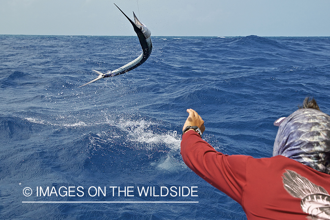 Deep sea fisherman fighting jumping atlantic sailfish.
