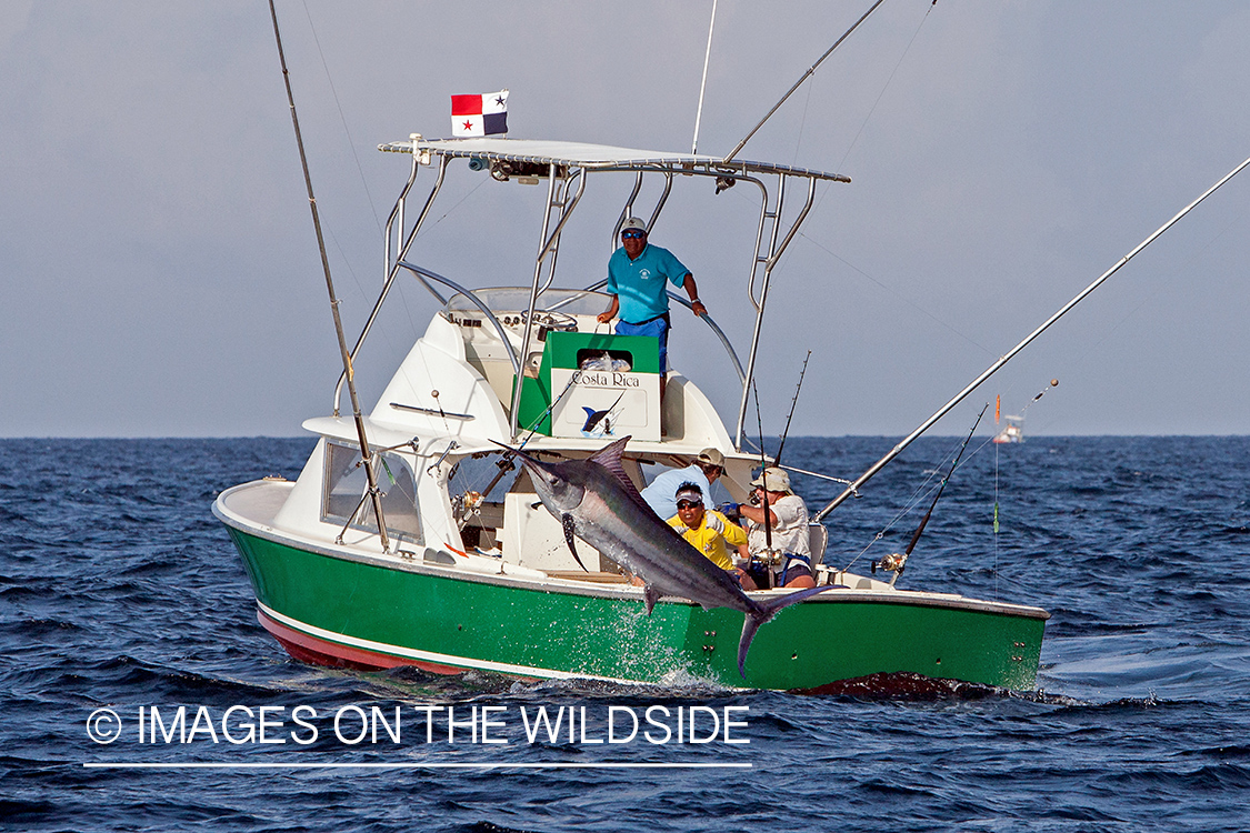 Fishermen fighting with jumping marlin.