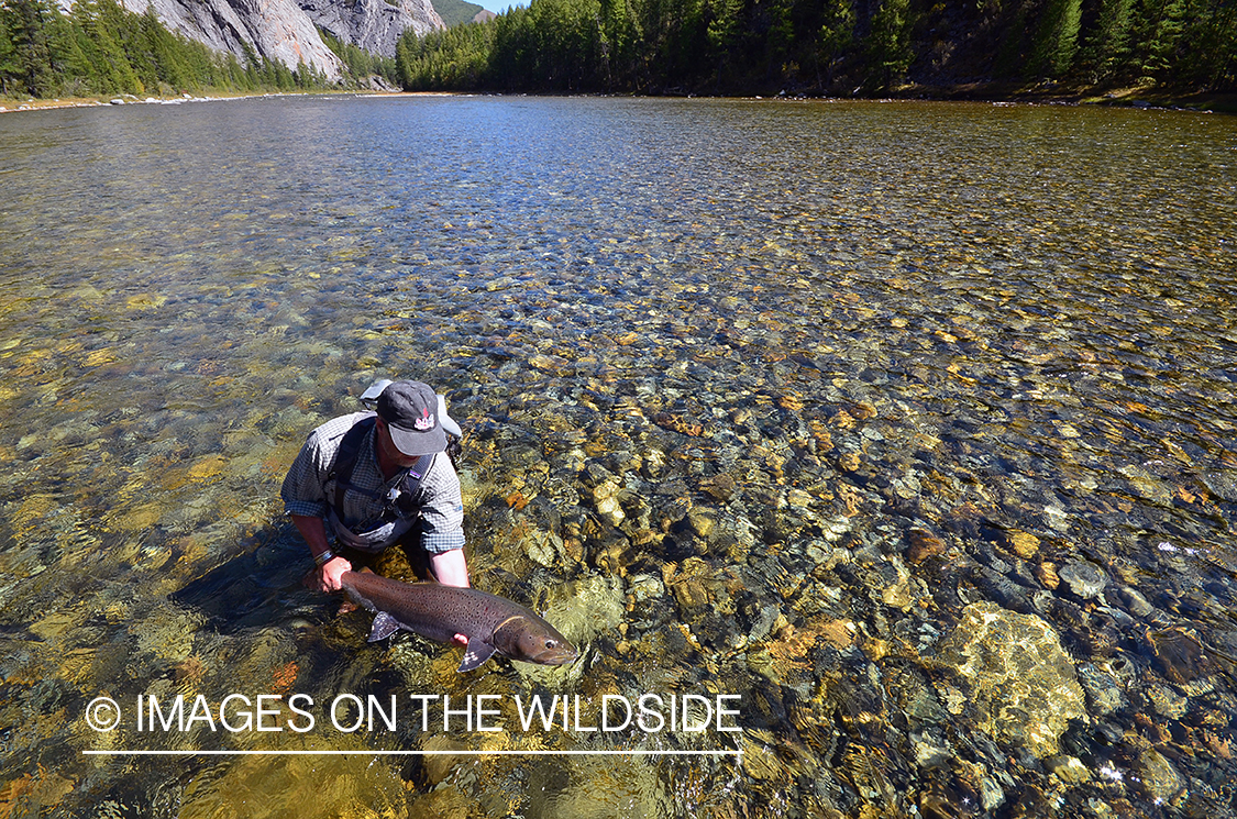 Fly fisherman releasing Taimen.