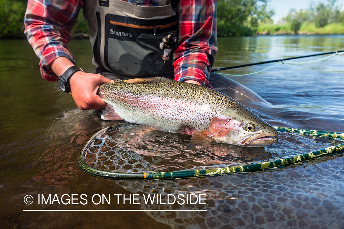 Flyfisherman with rainbow trout in Sedanka river in Kamchatka Peninsula, Russia.