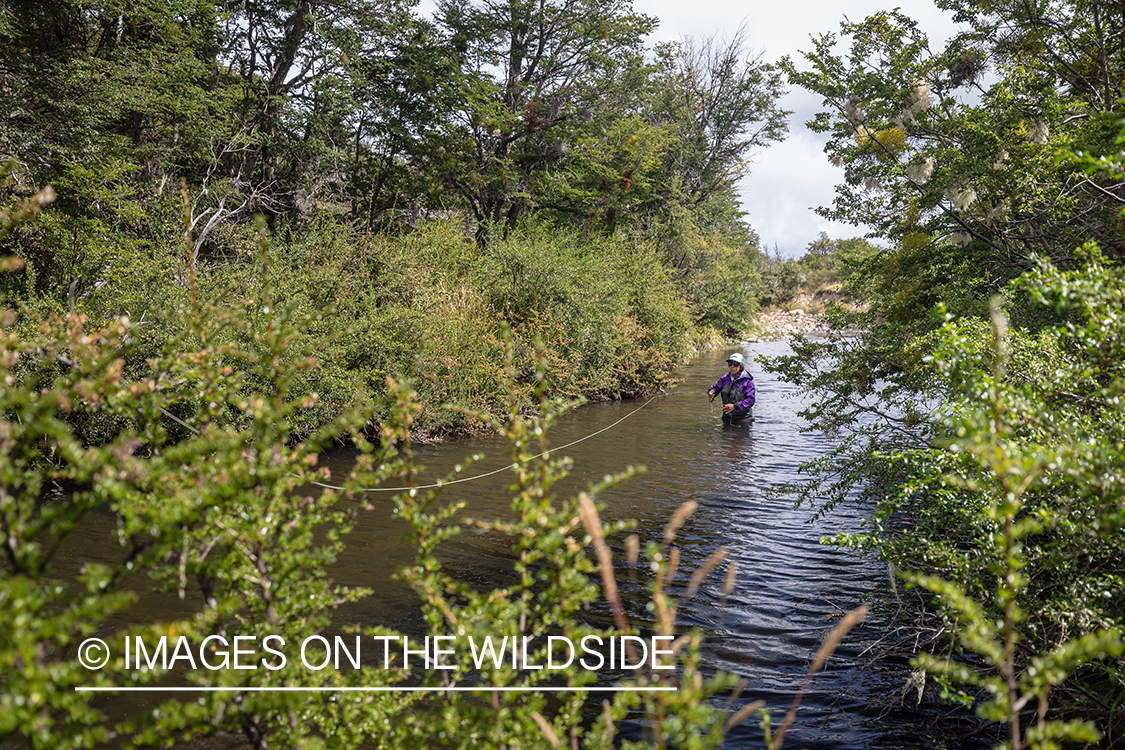 Woman fly fishing guide(Marcela Appelhanz) on stream.