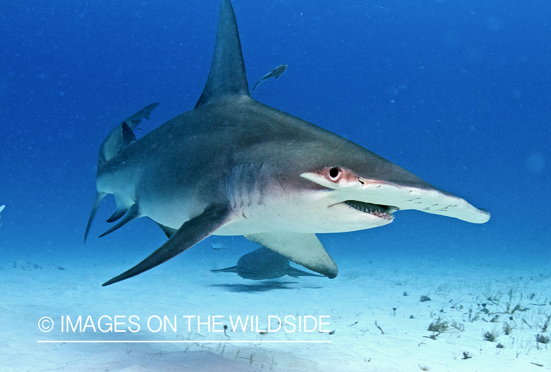 Hammerhead shark in habitat.