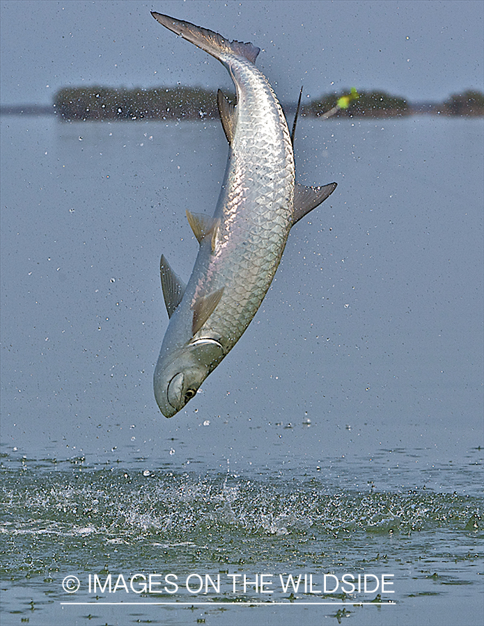 Jumping Tarpon on line. 