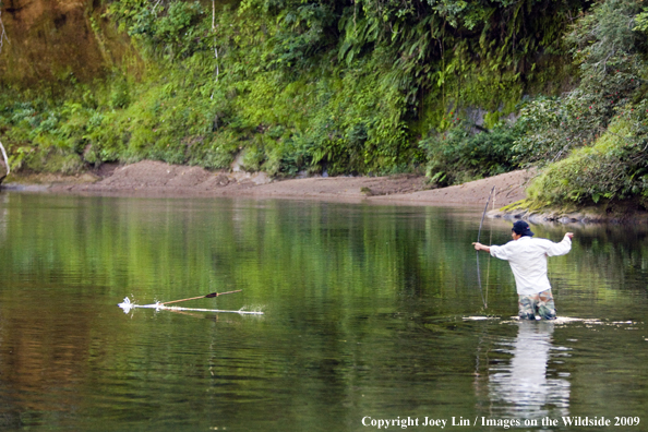 Flyfisherman spearing a Golden Dorado