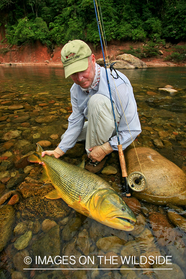 Fly Fisherman with a Golden Dorado.