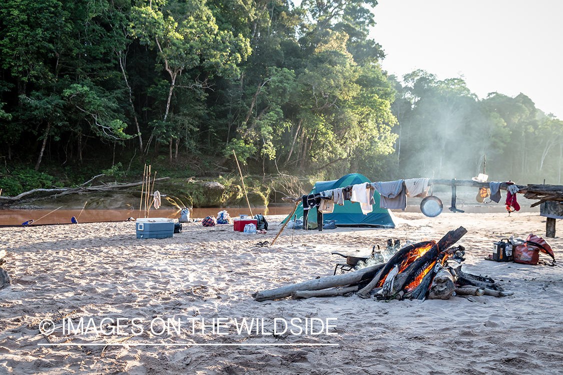 Flyfishing for Golden Dorado in Bolivia. (camp)