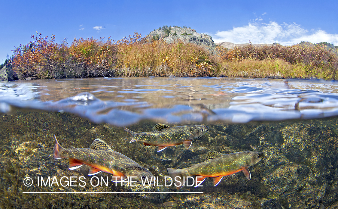 Brook trout in habitat.