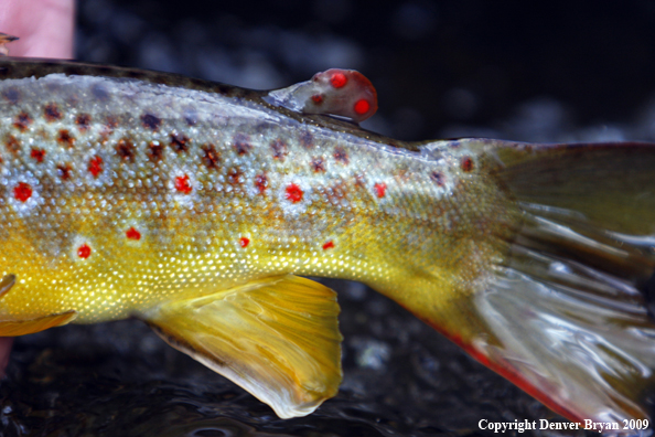 Brown trout underwater