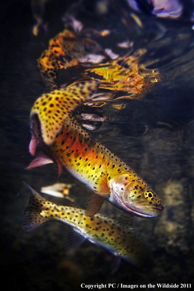 Lahontan Cutthroat, CA. 