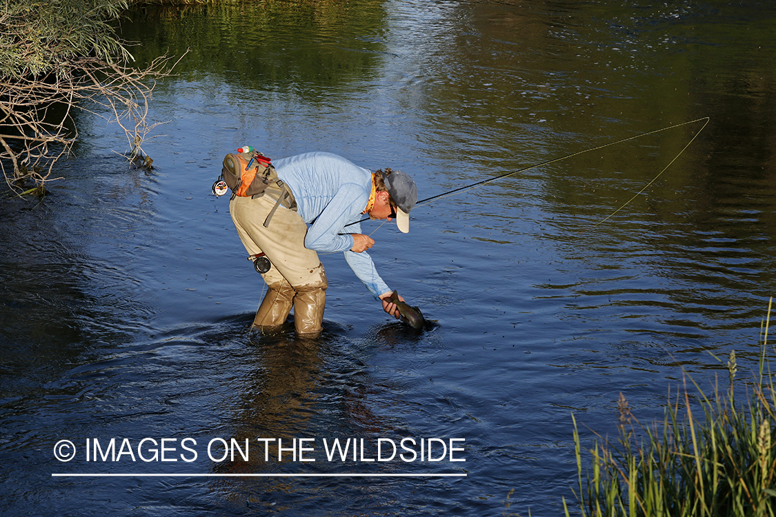 Fisherman releasing rainbow trout.