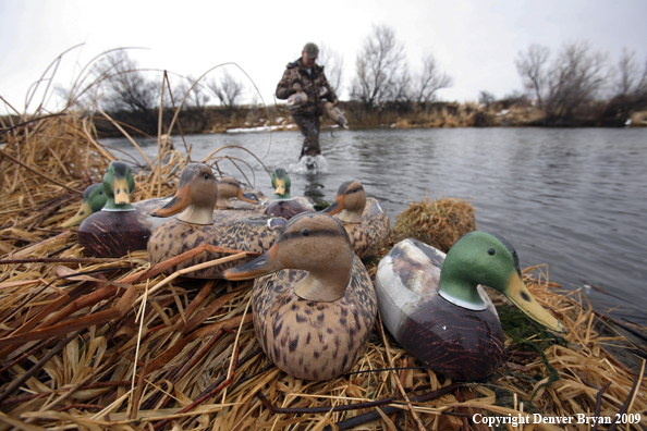 Retrieving Decoys