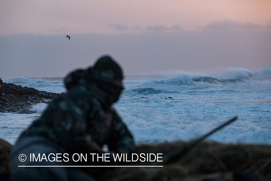 King Eider and Long-tailed duck hunting in Alaska, hunter looking for ducks.