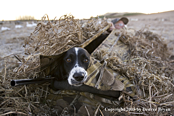 Goose hunter sitting in blind with Springer Spaniel.