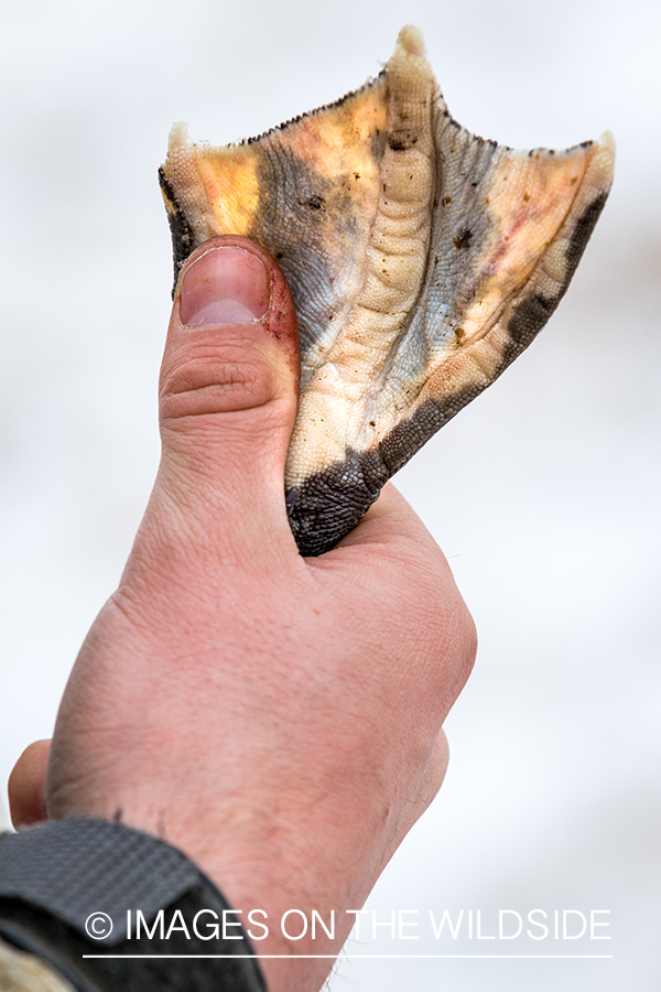 Canada goose foot.