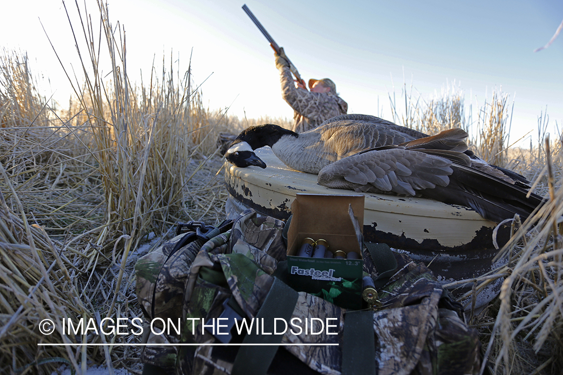 Hunter shooting at geese with bagged goose in foreground. 