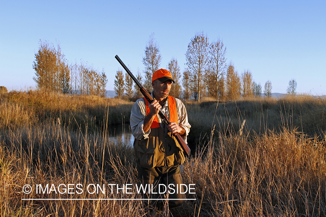 Upland game bird hunter in field.