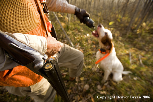  English Setter with hunter 