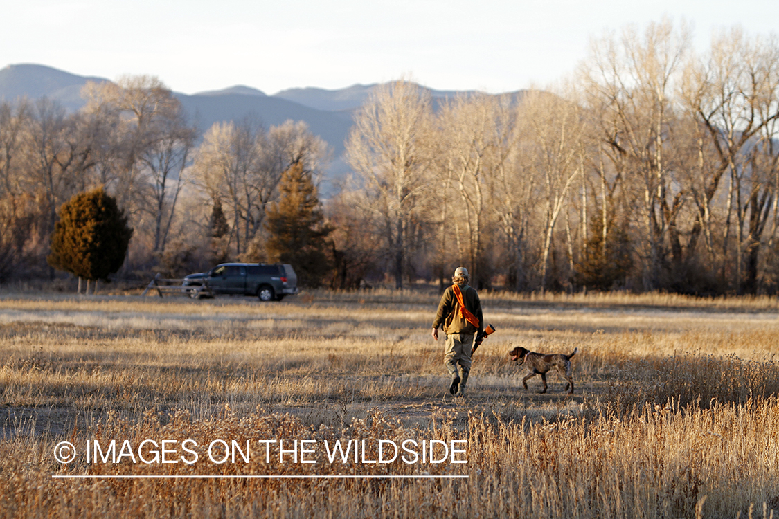 Pheasant hunter in field.