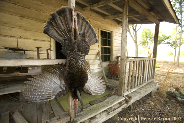 Eastern turkey bagged and hanging