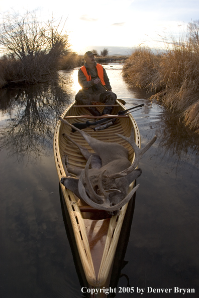 Big game hunter paddling canoe with bagged white-tail deer in bow