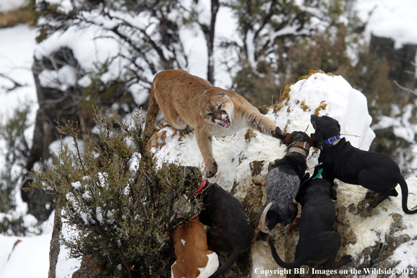 Hunting dogs cornering mountain lion. 