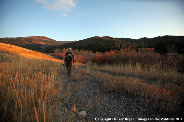 Bow hunter hiking with elk rack. 