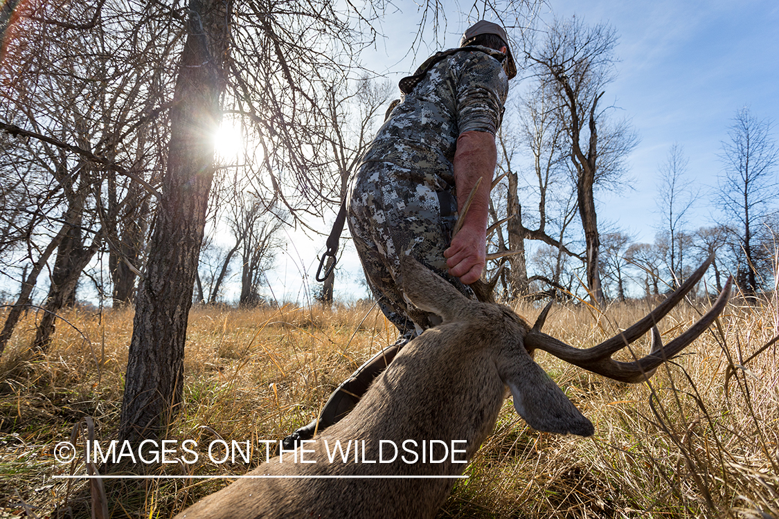 Bow hunter dragging out field dressed white-tailed deer.