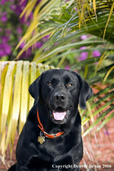 Black Labrador Retriever. 