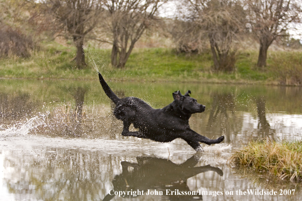 Black Labrador Retriever