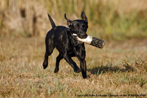 Black Labrador Retriever in field