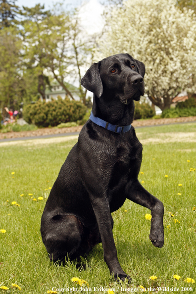 Black Labrador Retriever 