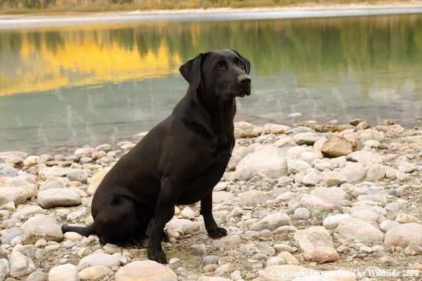 Black Labrador Retriever