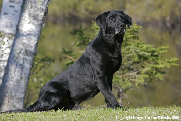 Black Labrador Retriever in field