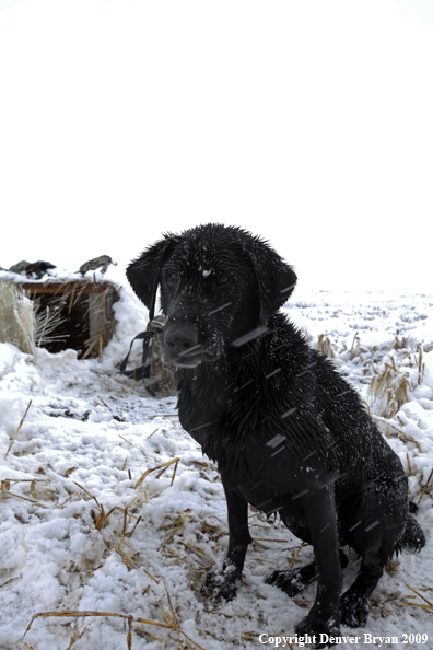 Black labrador retriever hunting