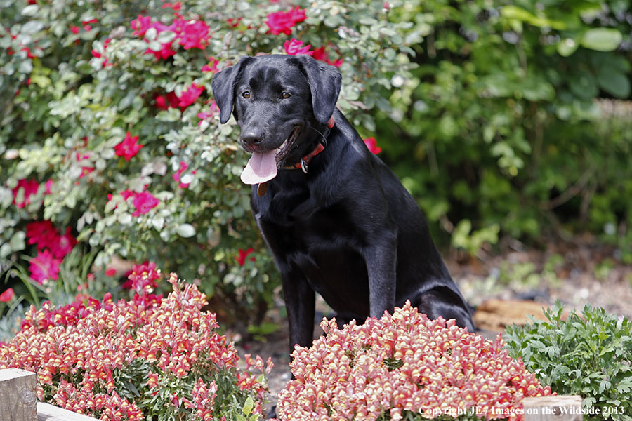 Black Labrador Retriever