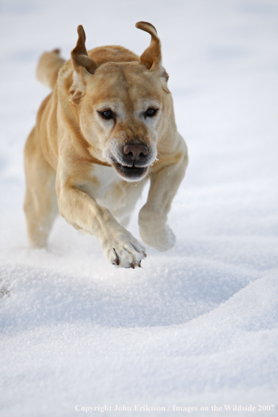 Yellow Labrador Retriever in field