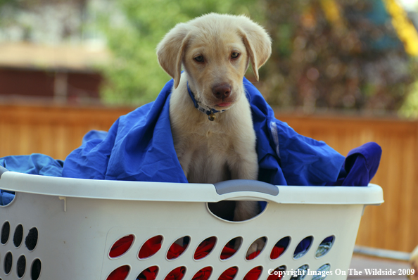 Yellow Labrador Puppy