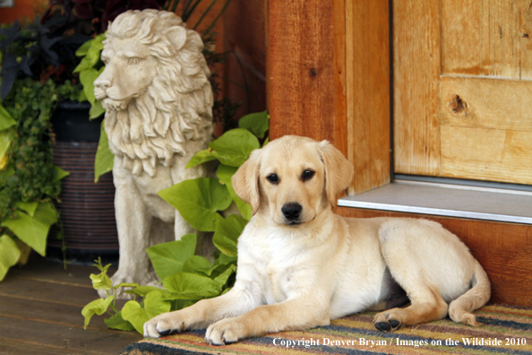 Yellow Labrador Retriever Puppy 