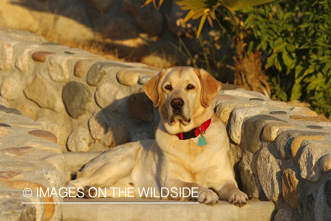 Yellow lab on cobble steps.