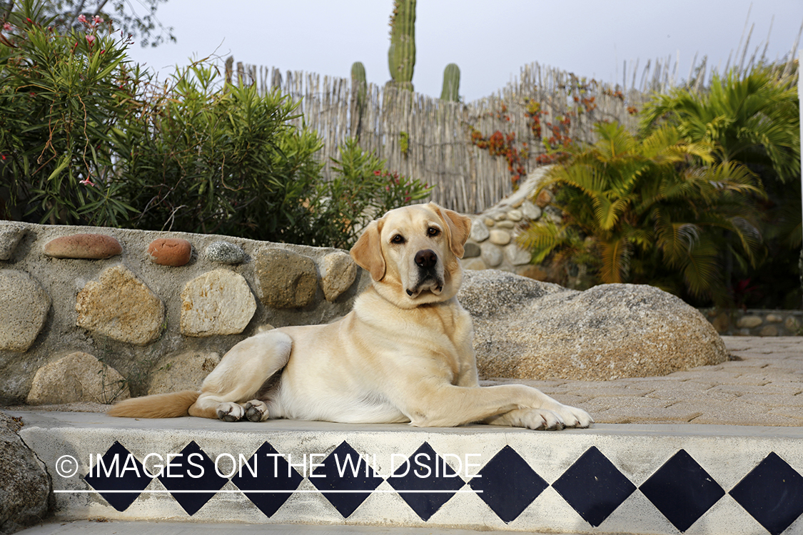 Yellow lab laying on tile stairs. 