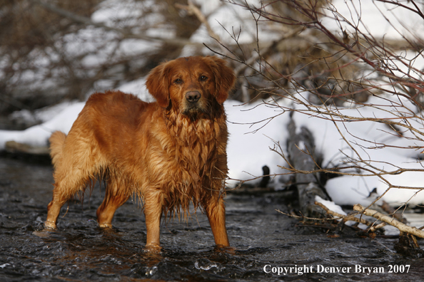 Golden Retriever in the water.