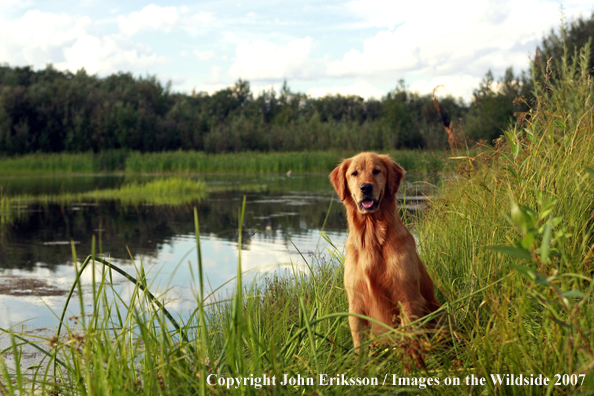 Golden Retriever 