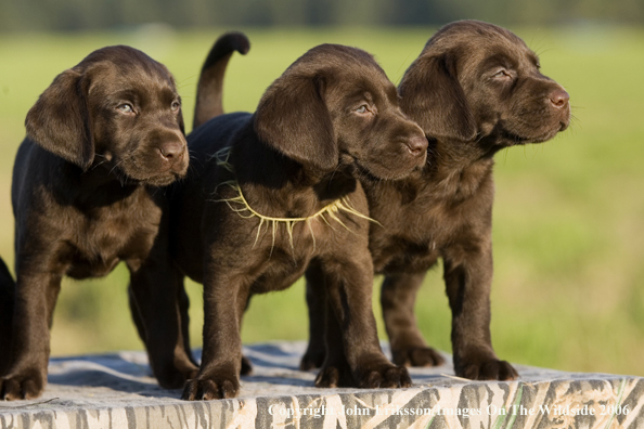 Chocolate Labrador Retriever puppies.