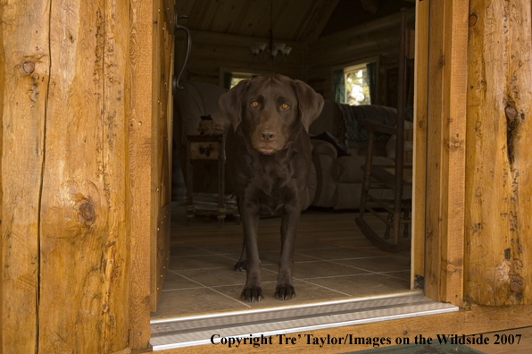 Chocolate labrador 